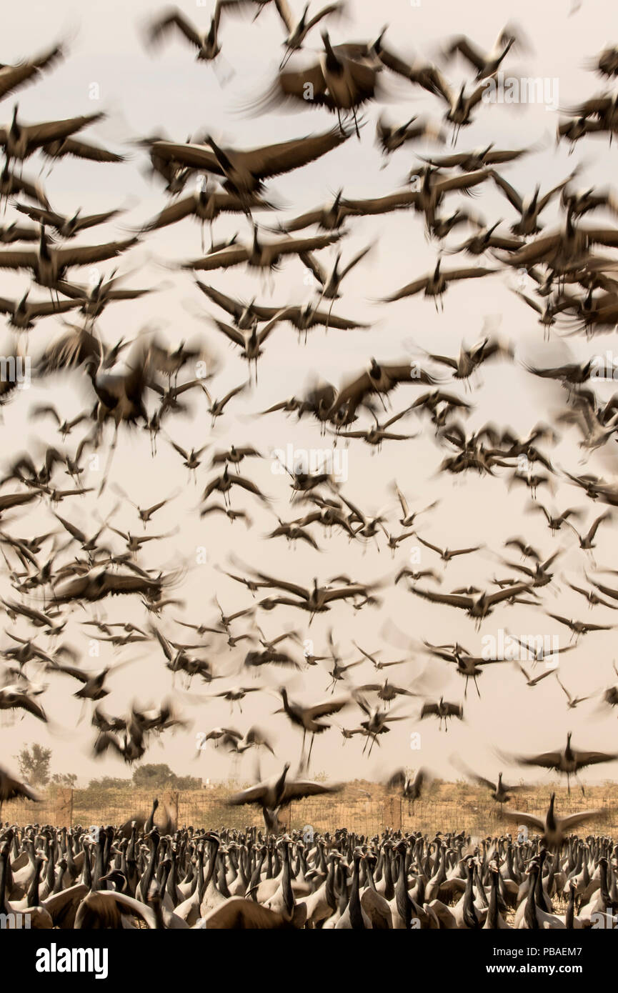 Demoiselle crane (Anthropoides virgo) flock in flight during winter migration. Khichan, Western Rajasthan, India. February 2015 Stock Photo