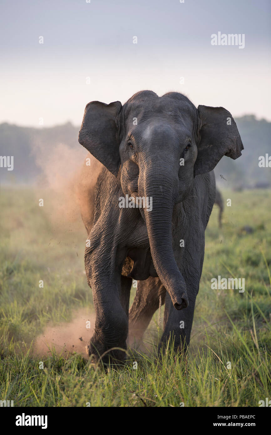 Asiatic elephant (Elephas maximus), female charging, Jim Corbett National Park, India.  2014 Stock Photo
