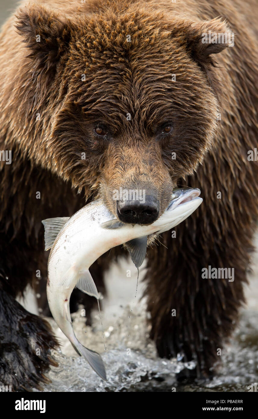 Coastal brown bear Ursus arctos - Coastal Brown Bear Ursus Arctos Eating A Fish Lake Clarke National Park Alaska September PBAERR 