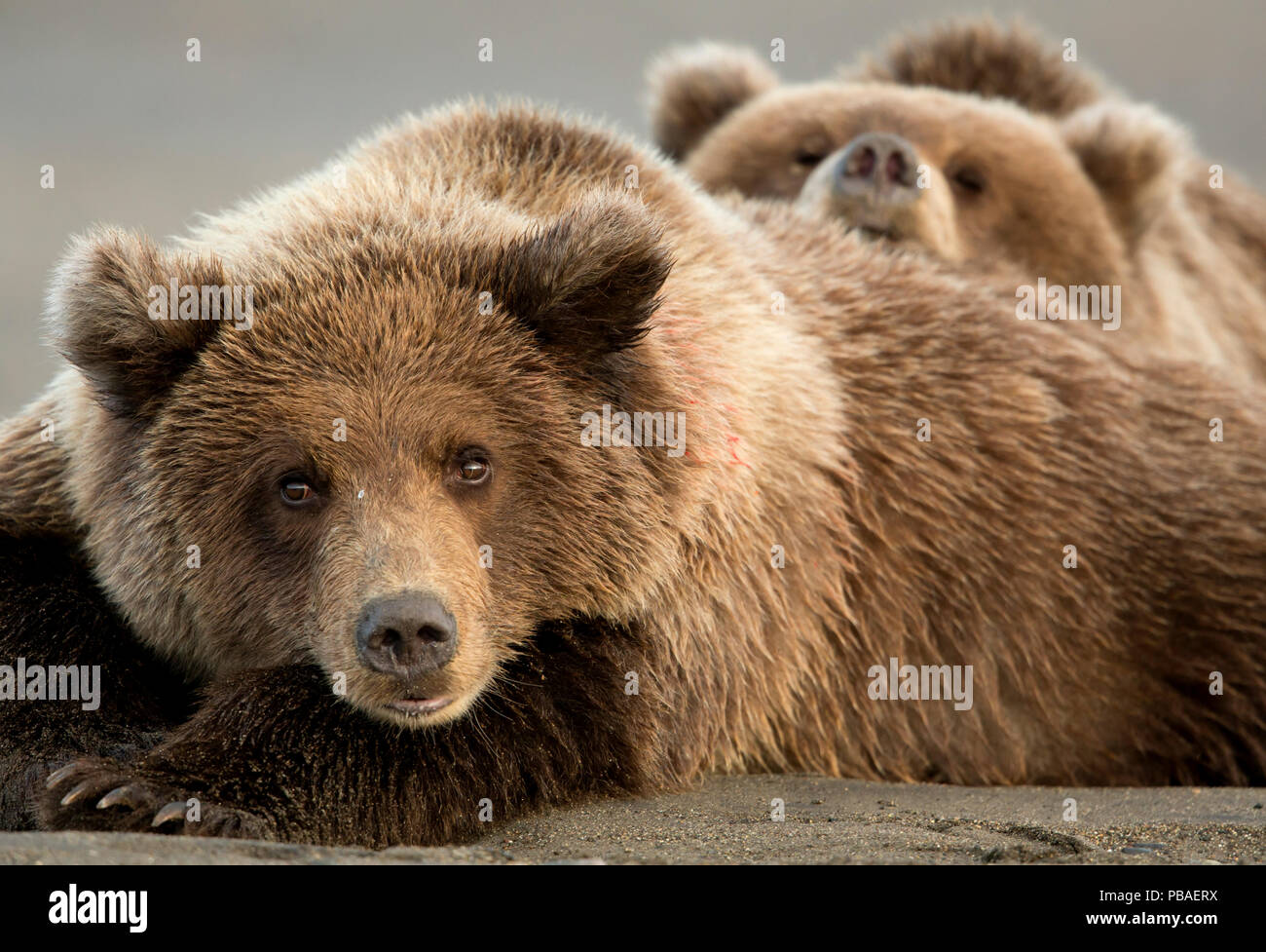 Coastal brown bears Ursus arctos - Coastal Brown Bears Ursus Arctos Resting Lake Clarke National Park Alaska September PBAERX 