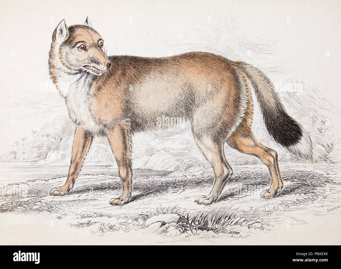 'The Falkland Island Aguara dog' the extinct Falkland wolf (Canis antarctus / Dusicyon australis) plate 23 steel engraving with hand colouring as issued. From  'Natural History of Dogs' Charles Hamilton Smith,   1839. This species went extinct in 1879. Stock Photo