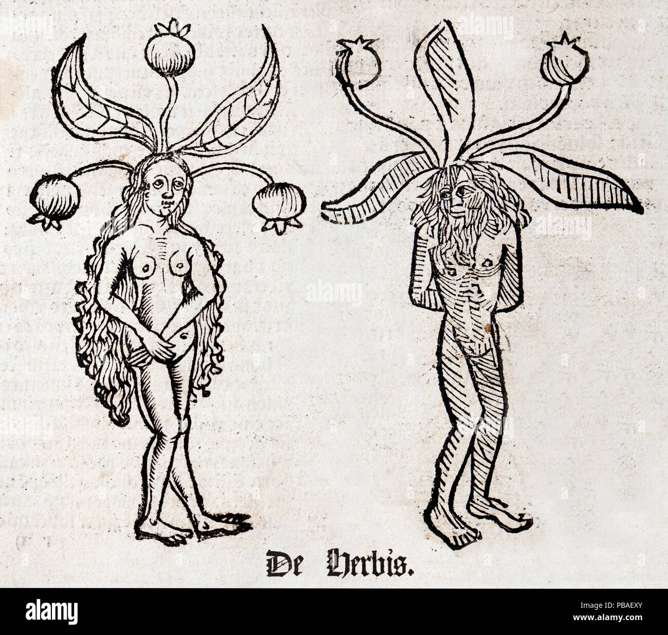 Woodblock illustration of Mandrake (Mandragora) from two pages of the Ortus (Hortus) sanitatis - translated from the Latin as 'Garden of Health' by Jacob Meydenbach, 1491. He describes plants and animals (both real and mythical) together with minerals and medicine.  The mandrake has a wrinkled forked root which is supposed to looks like a human body. Stock Photo