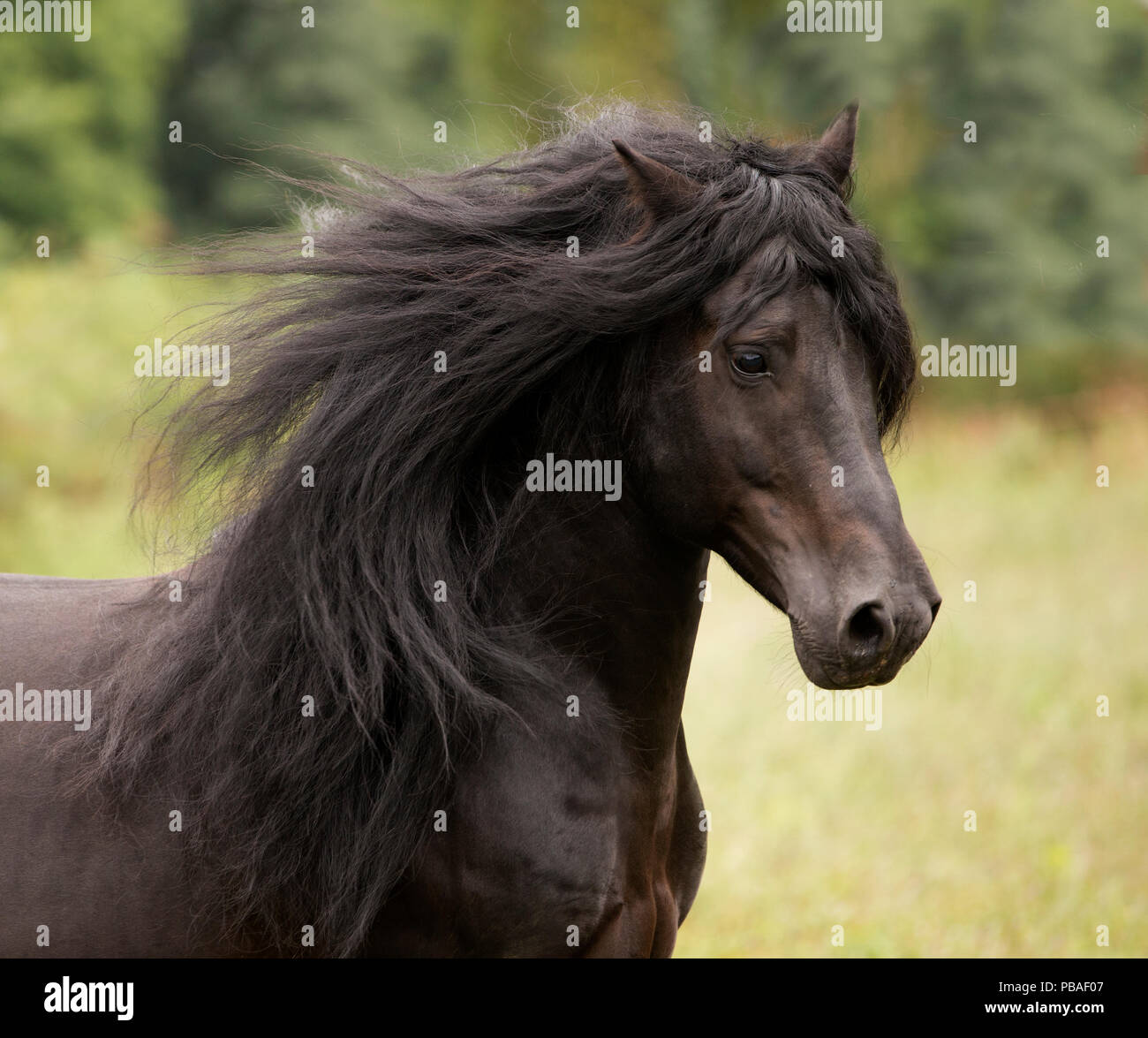 Head portrait of black Merens stallion with long mane running in pasture. Northern France, Europe. February. Stock Photo