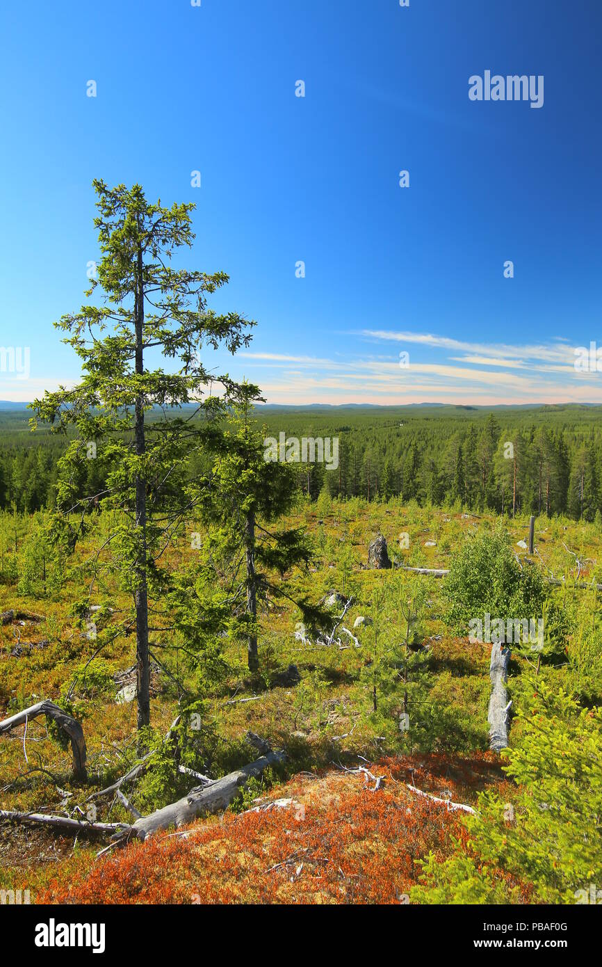 View from Granberget in Vasterbotten in Sweden. Stock Photo