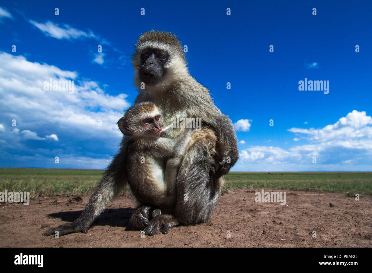 Vervet monkey (Cercopithecus aethiops) female with suckling baby ...