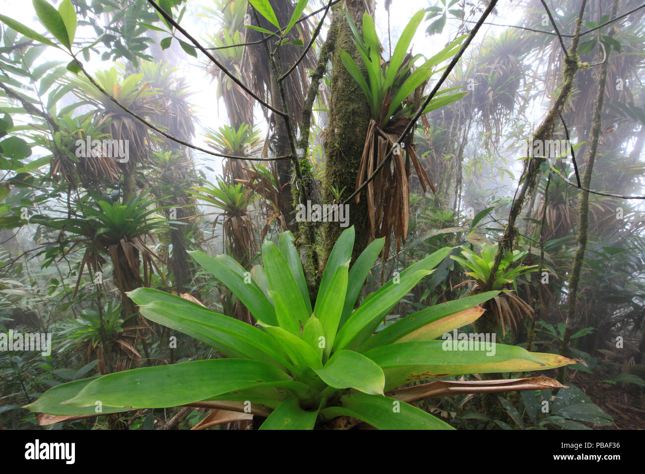 Bromeliads and epiphytes in tropical mountain forest, Sierra Santa Marta NP, Sierra Nevada de Santa Marta, Colombia Stock Photo