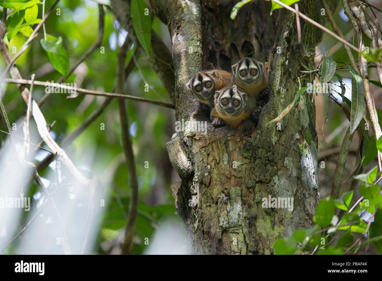 Douroucouli (Aotus nigriceps) three in tree nest, Pacaya Samiria National Park, Amazon, Peru Stock Photo