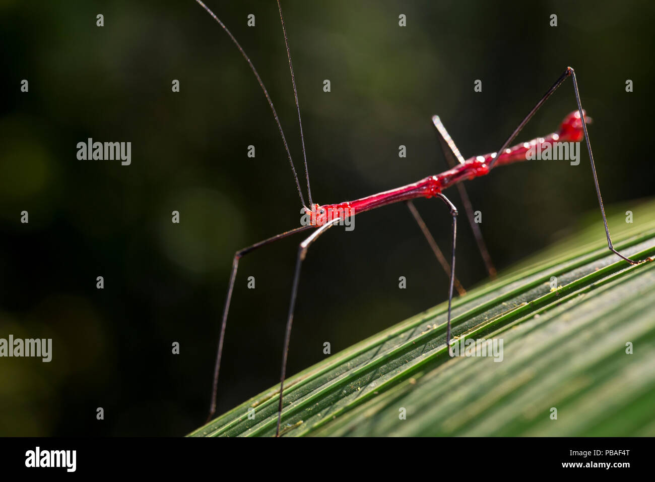Walking Stick Insect High Resolution Stock Photography and Images - Alamy