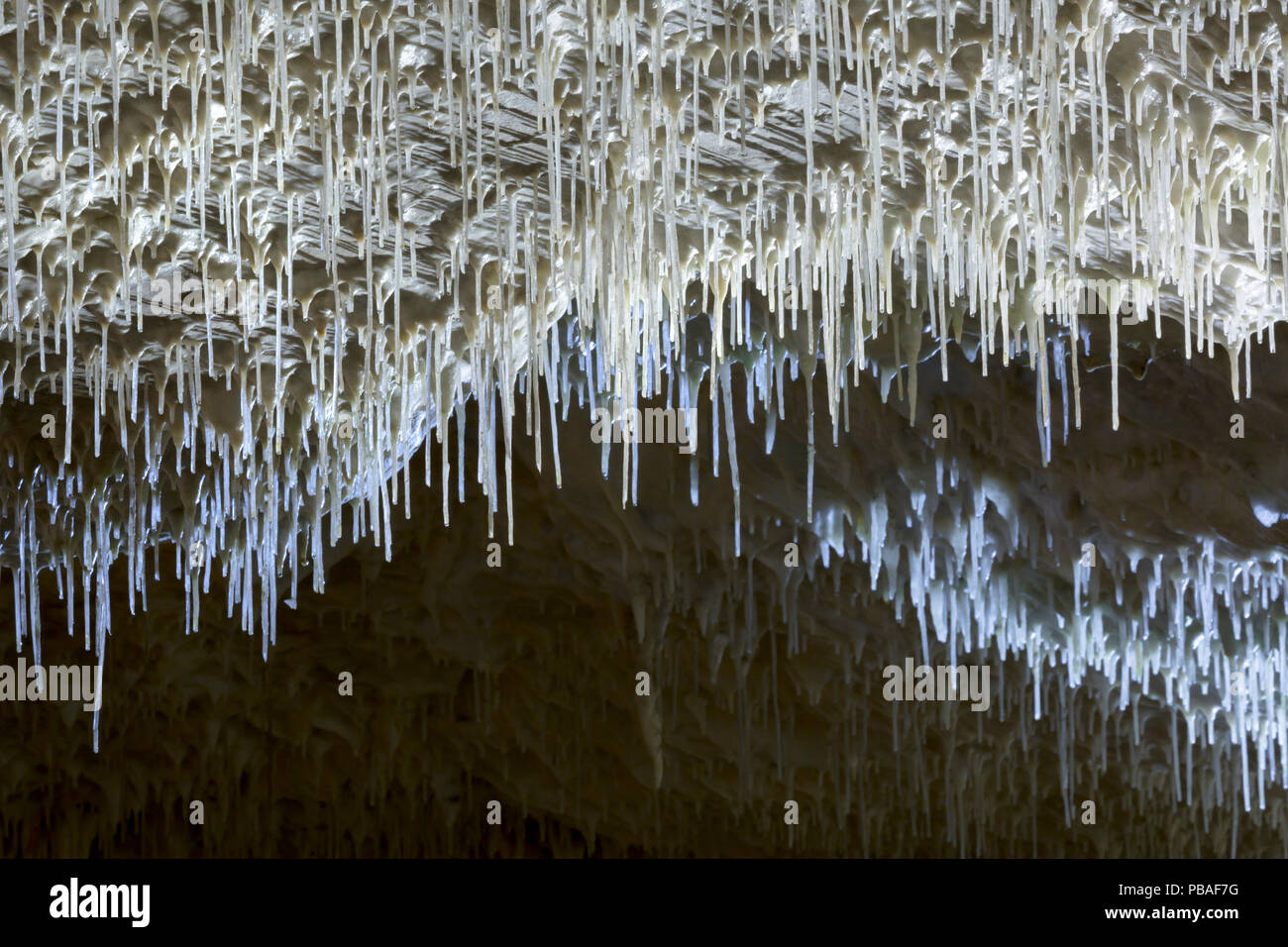 Straw or tubular stalactites which are very delicate, hollow structures. They form when calcium carbonate or calcium sulfate dissolved in the water comes out of solution and is deposited in a ring around the outside of each successive drop as it hangs from the end of the stalactite. Postojna Cave, Slovenia. April 2016. Stock Photo