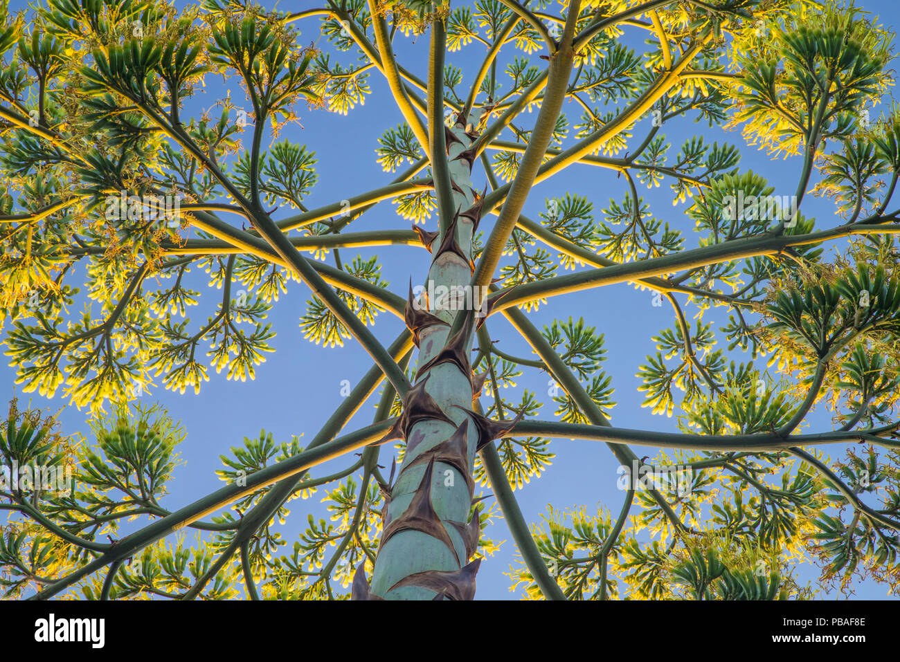 Low angle view of Century Plant (Agave americana). Pasadena, California, USA, July. Stock Photo