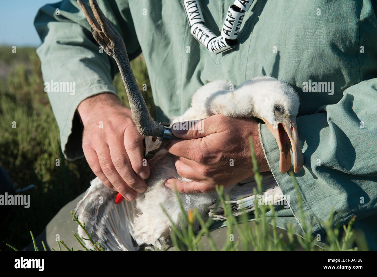 Mer model hi-res stock photography and images - Alamy