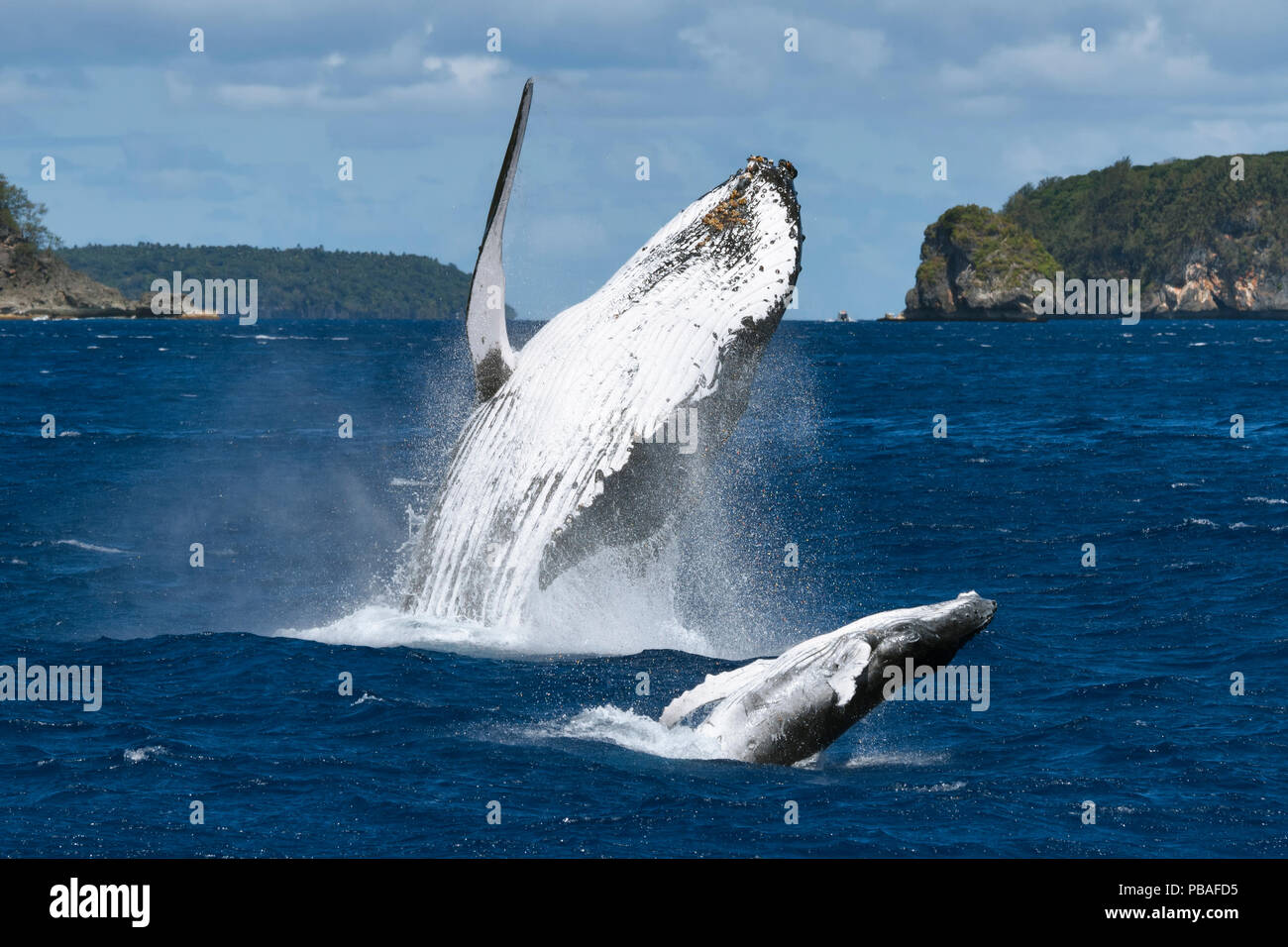 Humpback whale (Megaptera novaeangliae) female breaching together with her male calf. The calf had a large wound on his left peduncle area, one that appeared to be the result of a large bite, Vava'u, Tonga, South Pacific Stock Photo