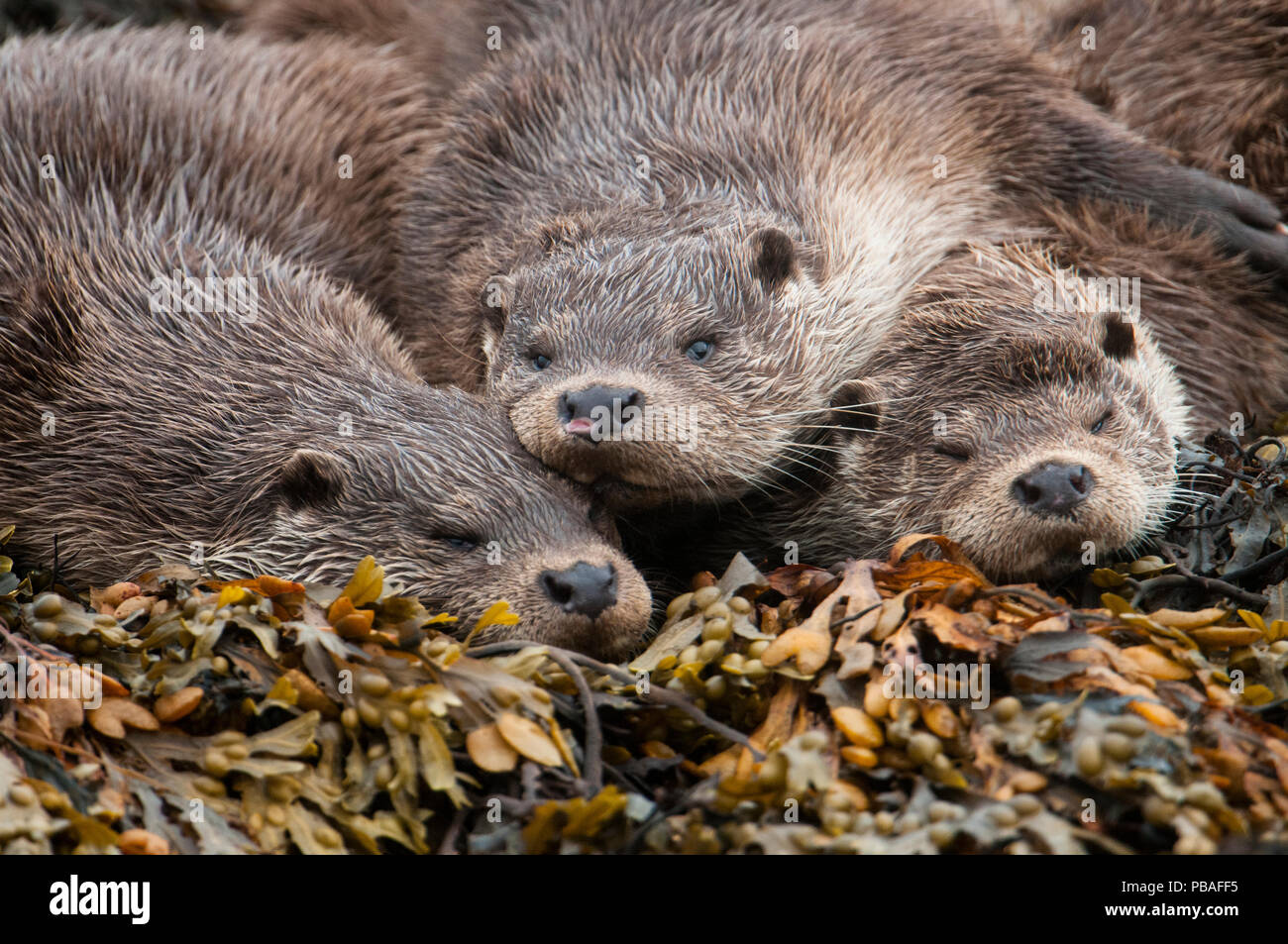 A family of otters rest on the intertidal seaweed. European river otter (Lutra lutra) Shetland, Scotland, UK, July. Stock Photo