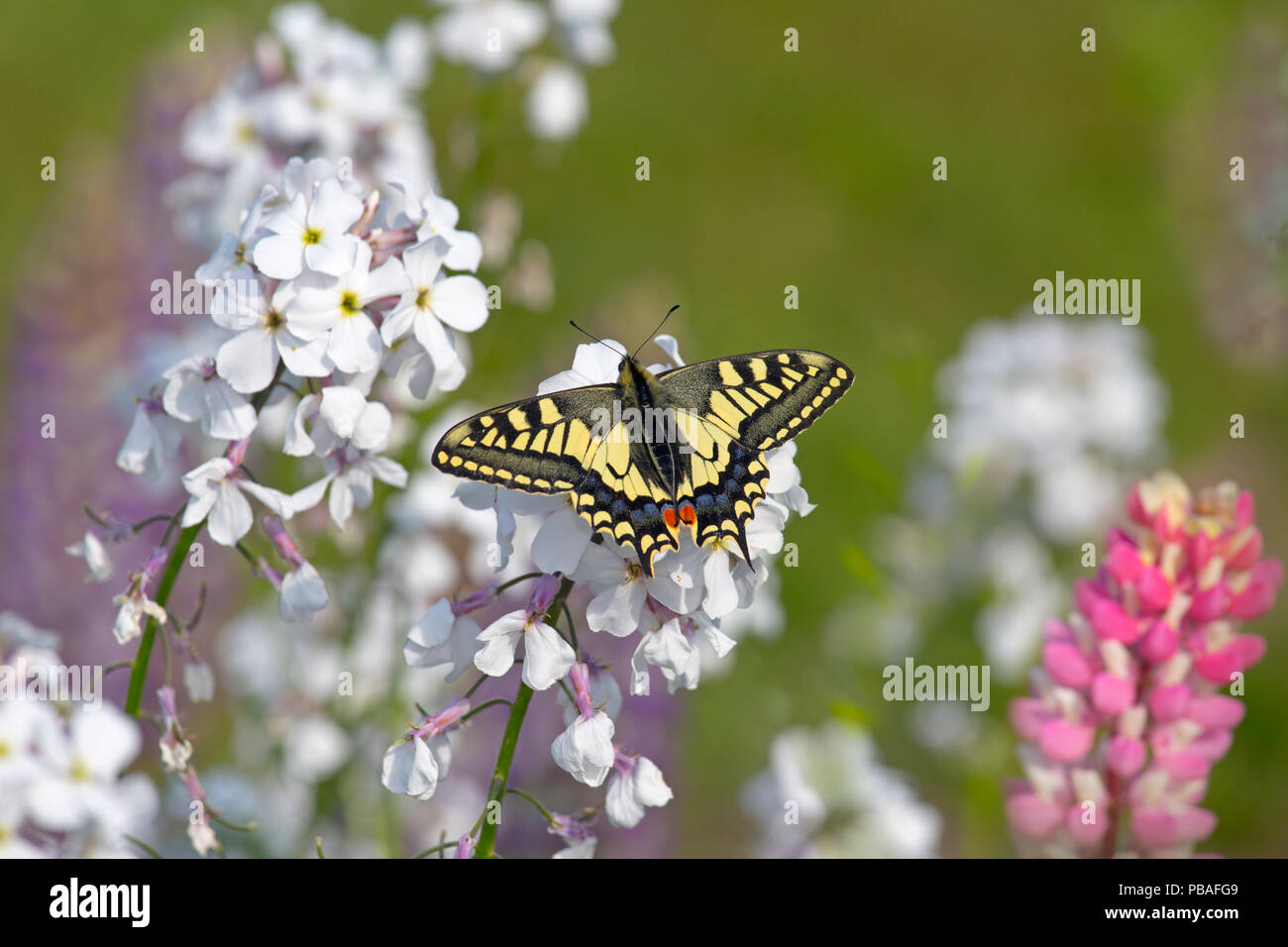 Swallowtail butterfly (Papilio machaon) in garden, Norfolk, England, UK, June. Stock Photo