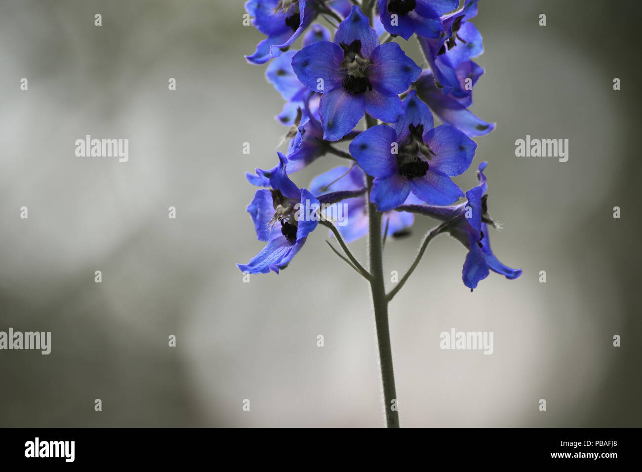 Delphinium elatum, the candle larkspur, with desaturation effect Stock