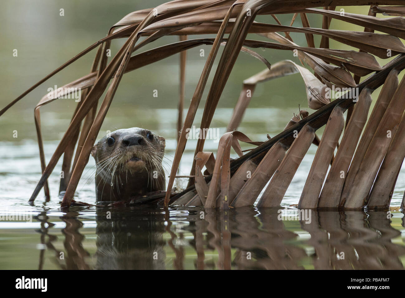 Neotropical river otter (Lontra longicaudis) in water, Nicoya Peninsula, Costa Rica, March 2015. Stock Photo