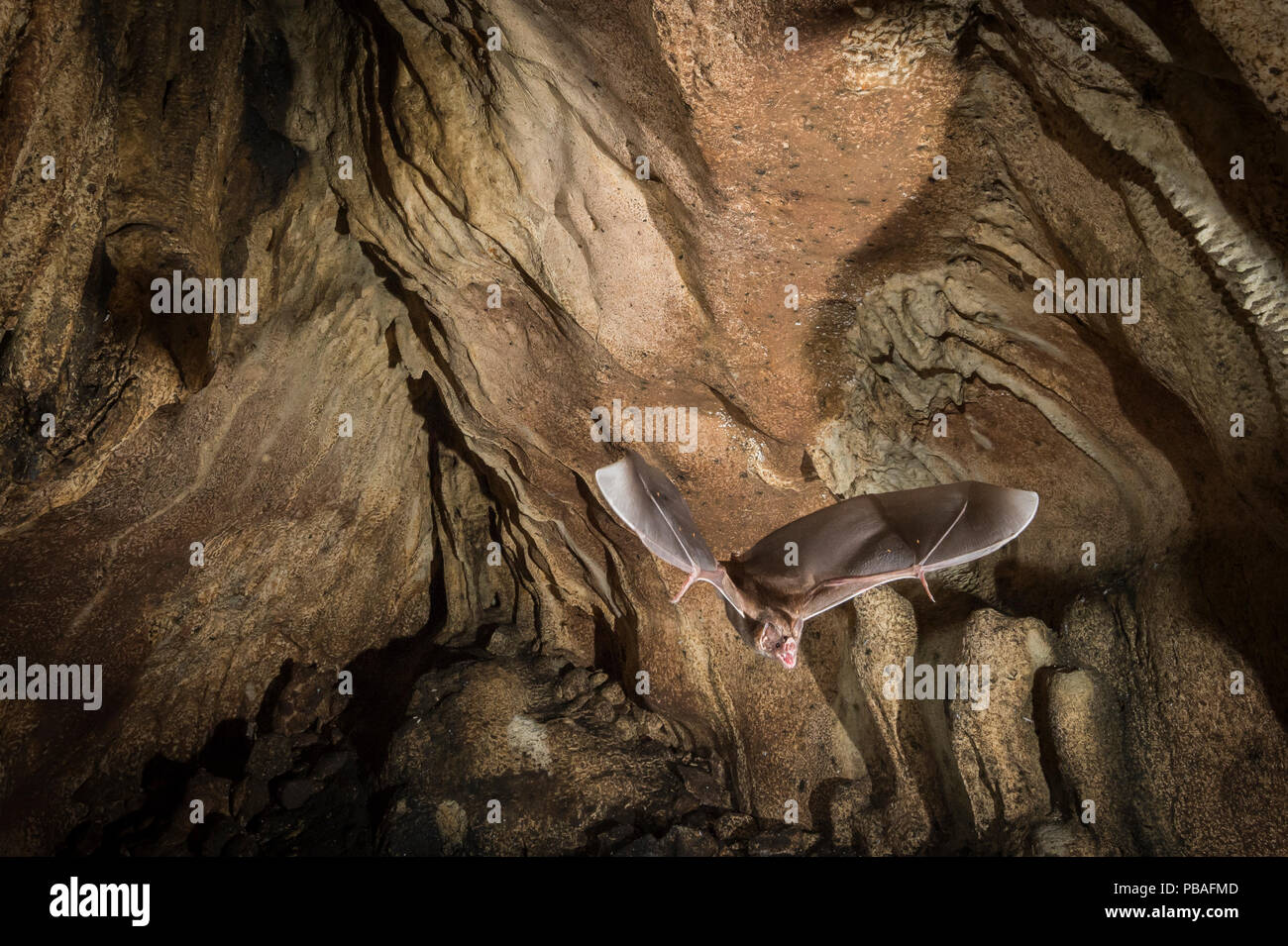 Common vampire bat (Desmodus rotundus) exiting cave, Costa Rica, March 2014. Stock Photo