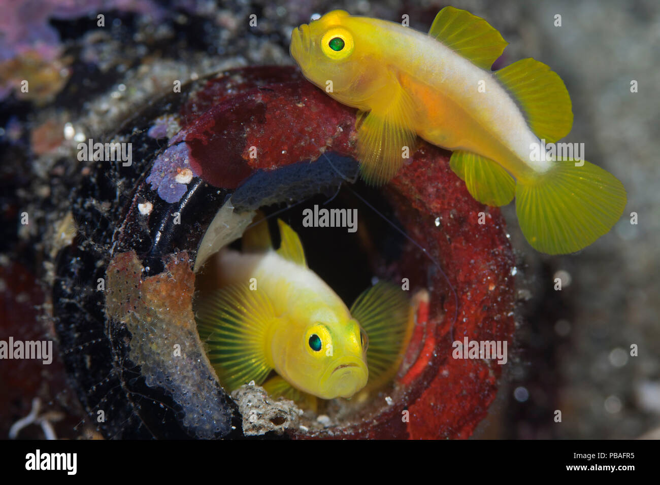 Dinah's gobies (Lubricogobius dinah) pair in their beer-bottle home, found at a depth of 30 metres at Observation Point in Milne Bay Province, Papua New Guinea Stock Photo