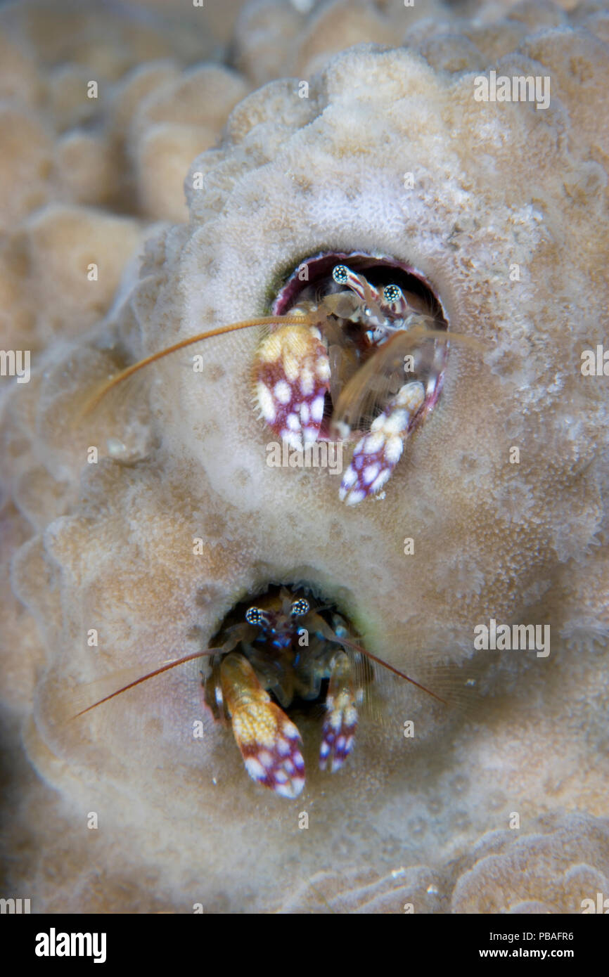 Paguritta coral hermit crabs (Paguritta sp) looking out from burrows in coral, Papua New Guinea Stock Photo