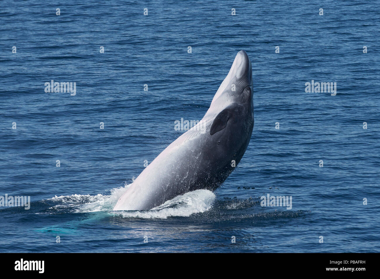 Bryde's / Tropical whale (Balaenoptera edeni) breaching, Sea of Cortez, Gulf of California, Baja California, Mexico Stock Photo