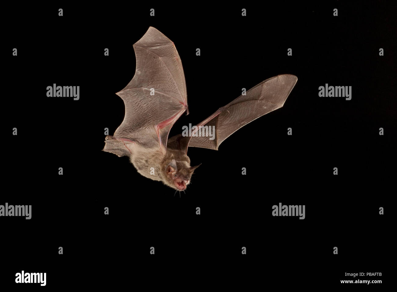 Cave Myotis bat (Myotis velifer) flying, San Saba County, Texas, USA. Controlled conditions. July Stock Photo