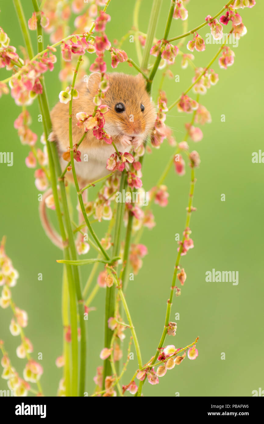 Harvest mouse (Micromys minutus) feeding on Sorrel (Rumex acetosa), Devon, England, UK. May. Captive Stock Photo