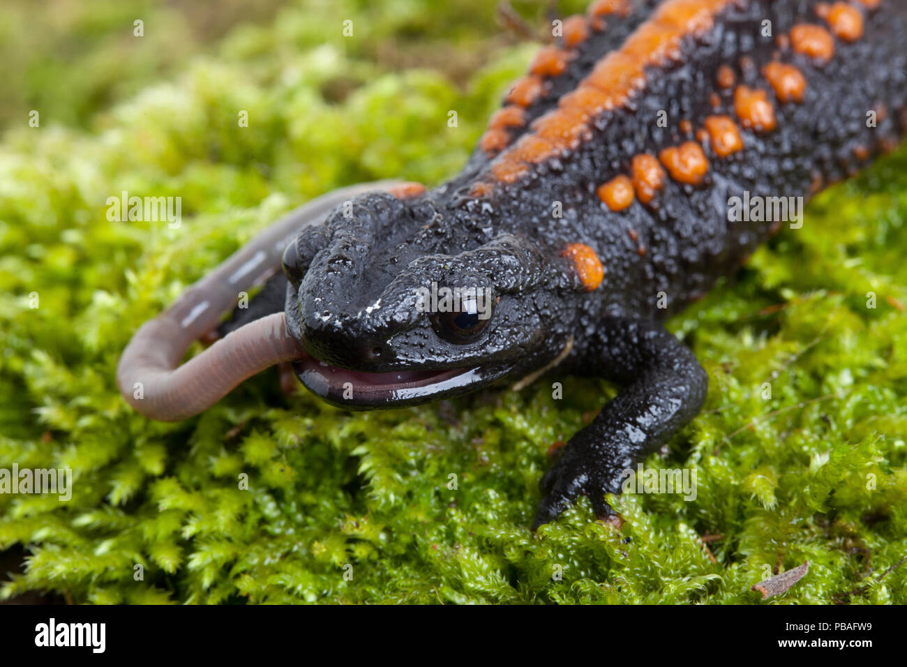Himalayan newt, Crocodile Newt, Tylototriton verrucosus Acrylic Print by  Wernher Krutein - Pixels