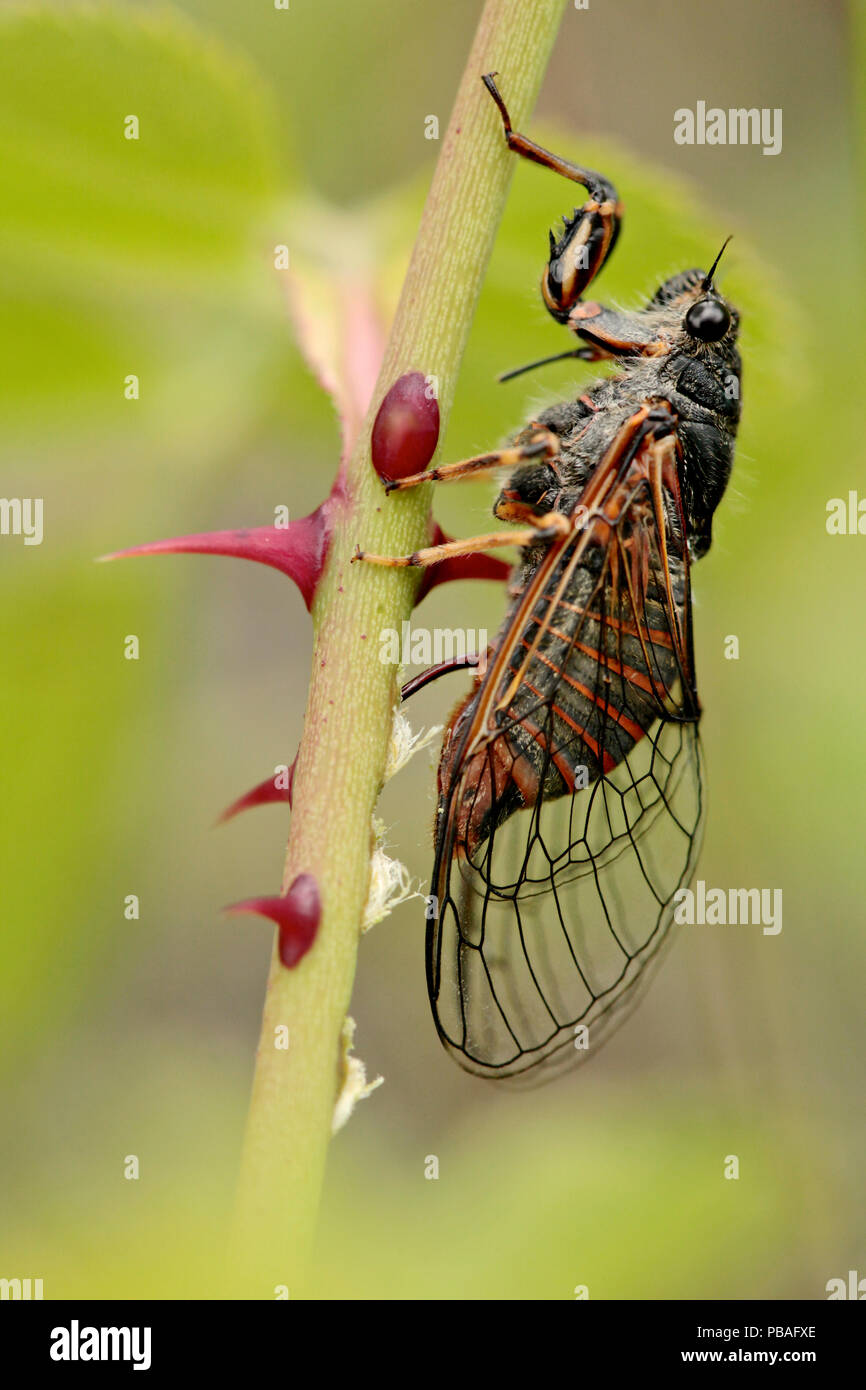 New Forest cicada (Cicadetta montana) laying eggs on Dog-rose (Rosa cania), Vaucluse, France, June. Stock Photo