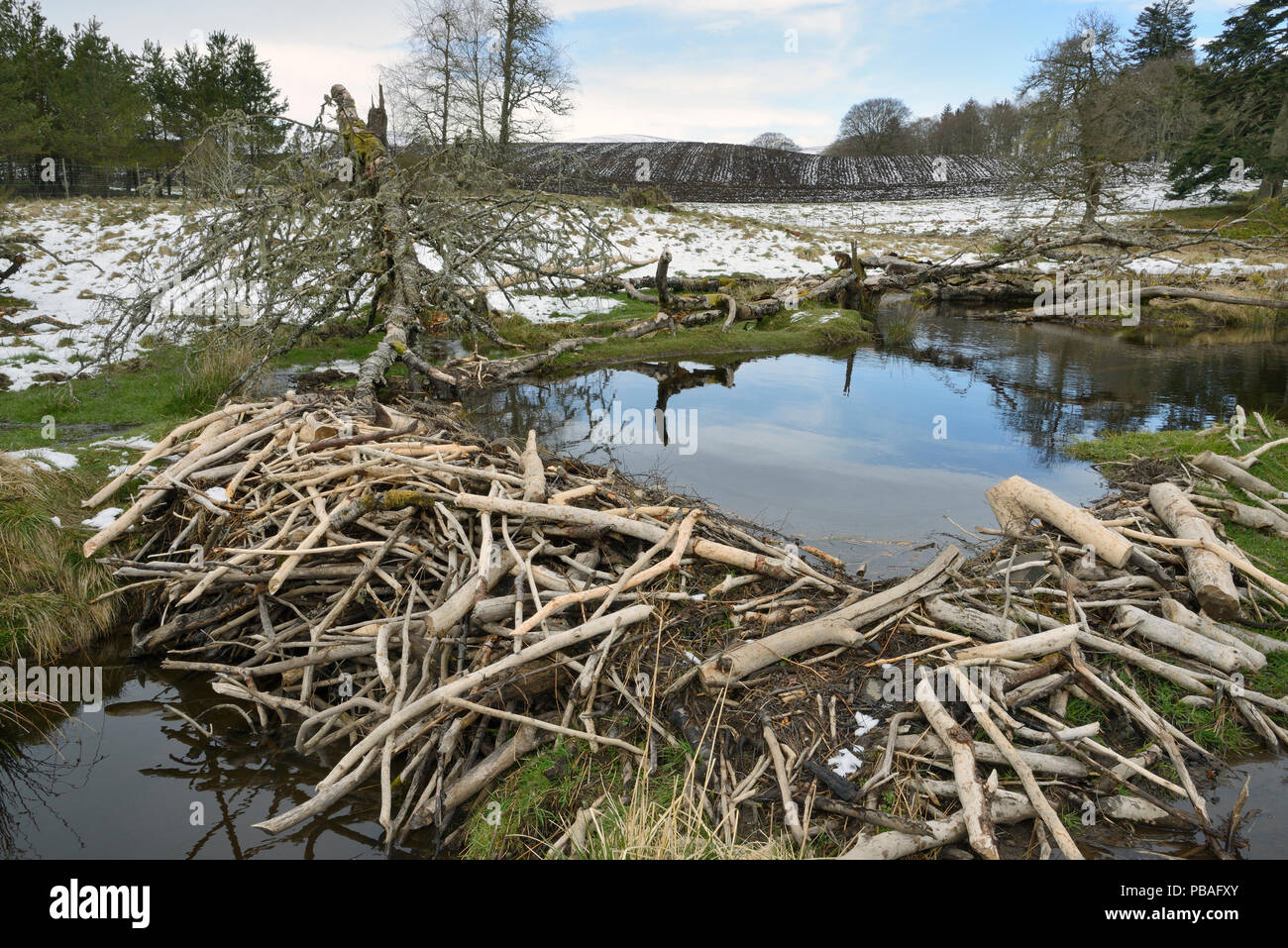 Stream dammed with tree branches cut and stripped of bark by Eurasian beavers (Castor fiber) in the grounds of Bamff estate, with arable farmland in the background, Alyth, Perthshire, Tayside, Scotland, UK, April. Stock Photo