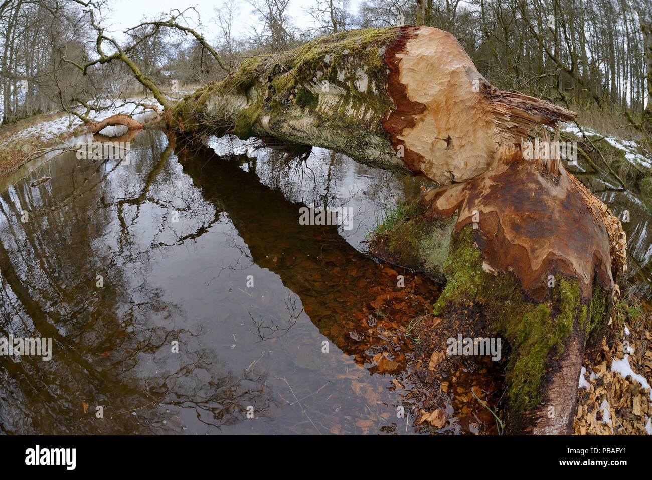 Downy birch tree (Betula pubescens) felled by Eurasian beavers (Castor fiber) with some of its bark gnawed off by them, lying across a stream in the grounds of Bamff estate, Alyth, Perthshire, Tayside, Scotland, UK, April. Fisheye lens view. Stock Photo