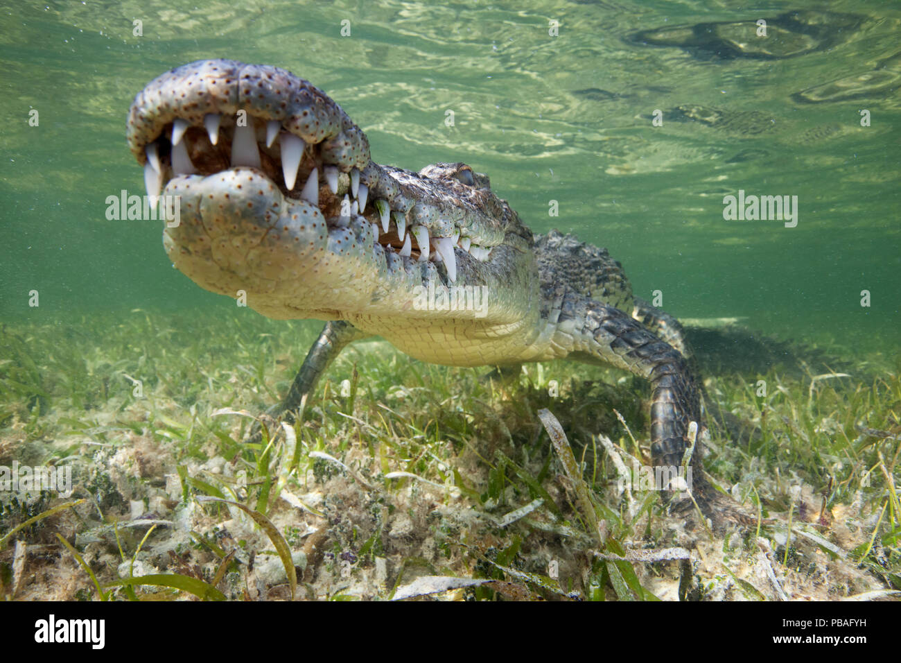 American crocodile (Crocodylus acutus) resting just above seagrass underwater, Banco Chinchorro Biosphere Reserve, Caribbean region, Mexico Stock Photo
