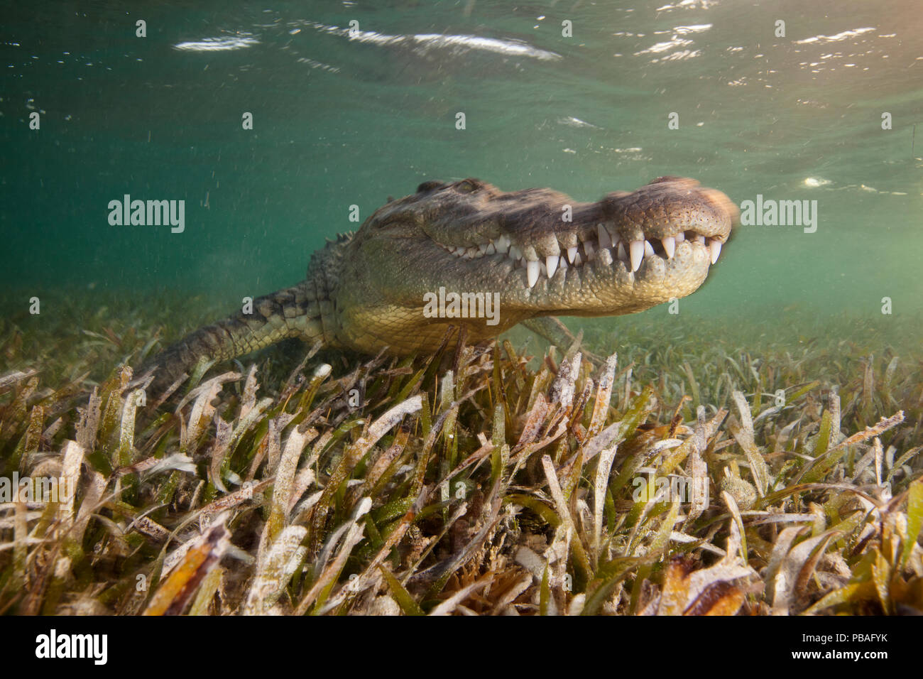 American crocodile (Crocodylus acutus) portrait over seagrass bed in shallow ater, Banco Chinchorro Biosphere Reserve, Caribbean region, Mexico, May. Stock Photo
