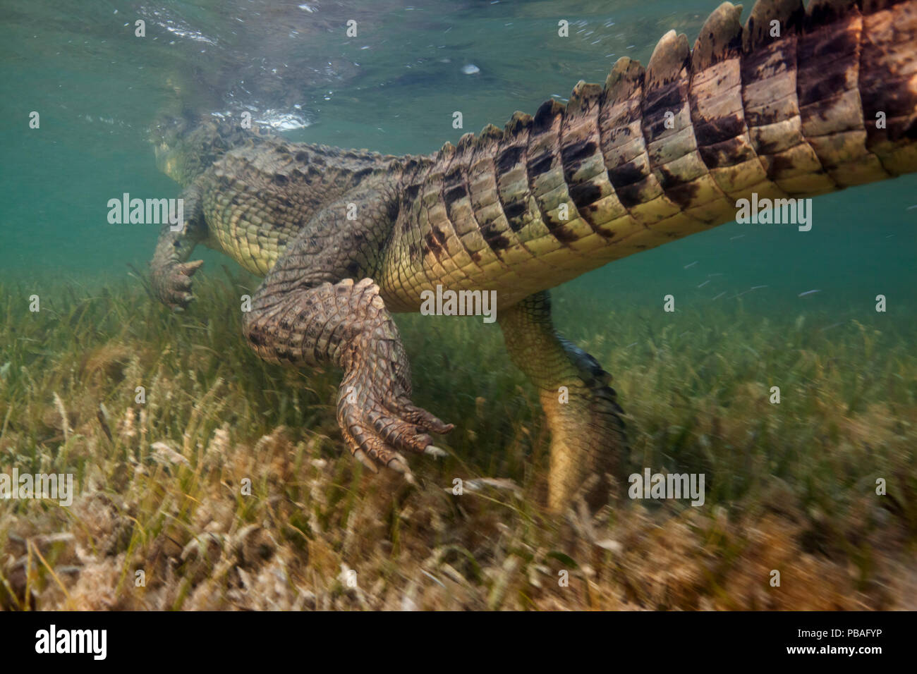 American crocodile (Crocodylus acutus) rear view of animal swimming away over seagrass bed, Banco Chinchorro Biosphere Reserve, Caribbean region, Mexico Stock Photo