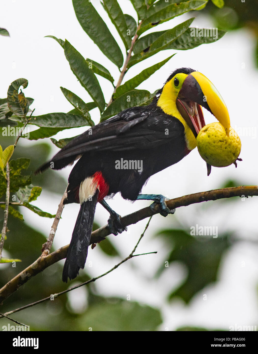 Chestnut-mandibled toucan (Ramphastos swainsonii) eating guava fruit, Province El Oro, Buenaventura Biological Reserve, Ecuador, March Stock Photo