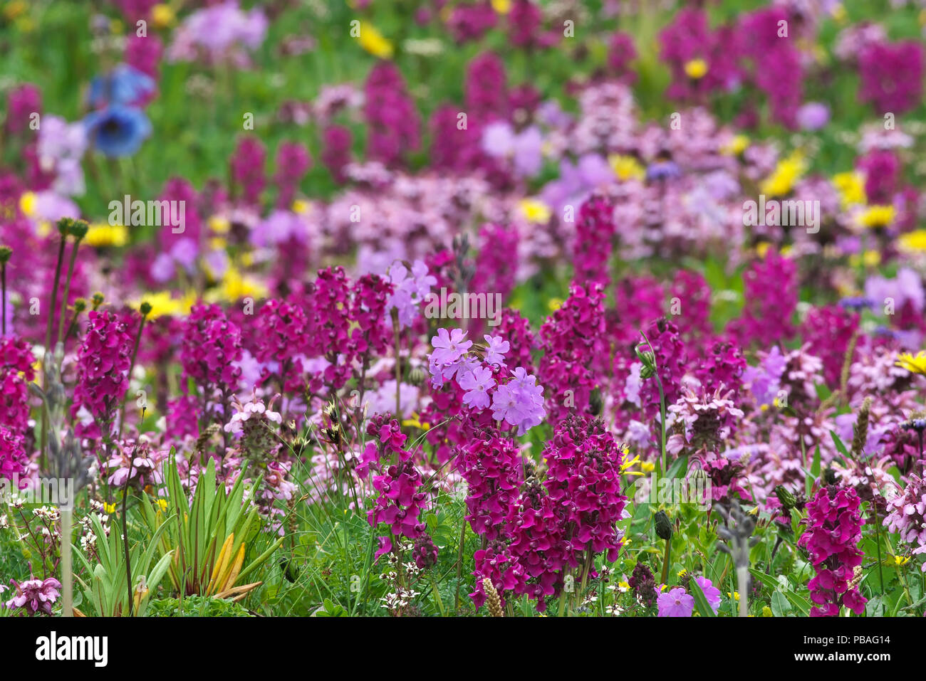 Primula flowers (Primula involucrata)  Balang Mountain, Wolong National Nature Reserve, Sichuan Province, China. Stock Photo