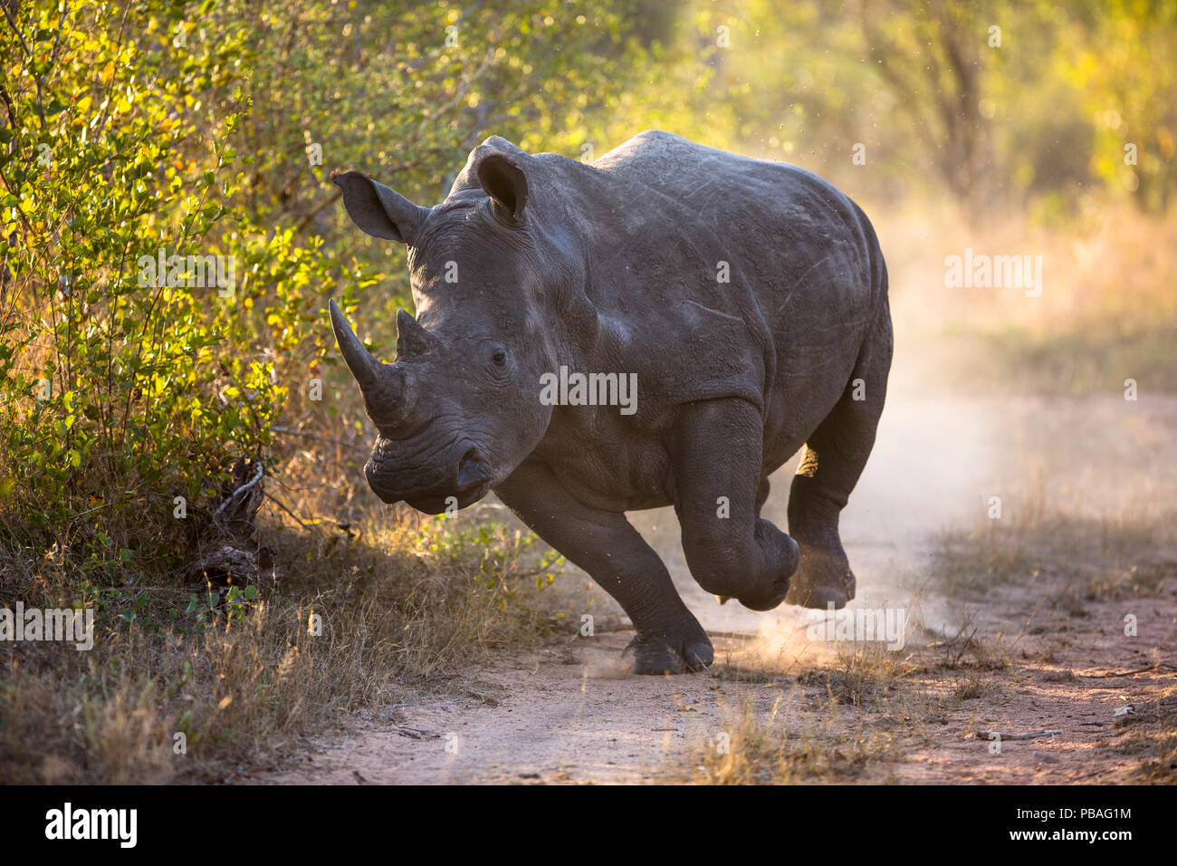 White rhinoceros (Ceratotherium simum) charging, Mala Mala Game Reserve, South Africa. Stock Photo