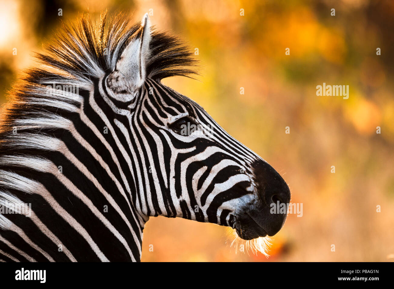 Burchell's zebra (Equus burchelli) head portrait, South Africa Stock Photo