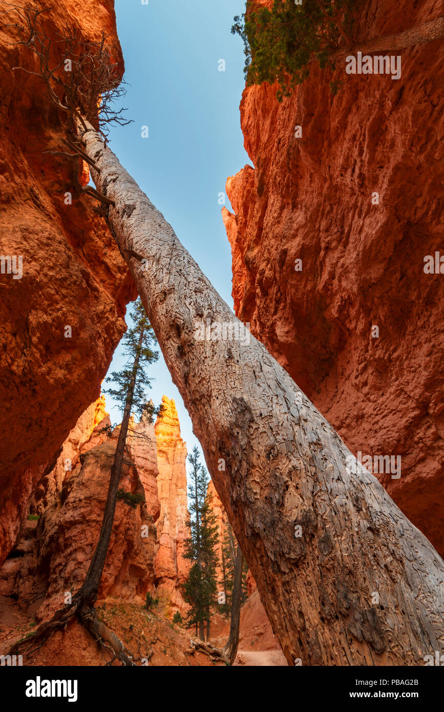 Douglas firs (Pseudotsuga menziesii) in 'Wall Street' Canyon. Bryce Canyon National Park, Utah, USA, October. Stock Photo