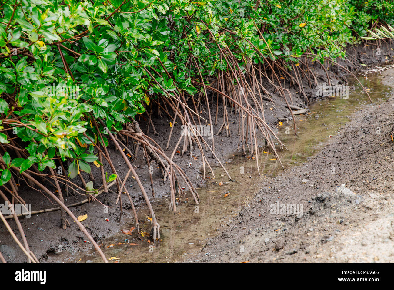 Crabs in Mangroves Stock Photo Biology Diagrams