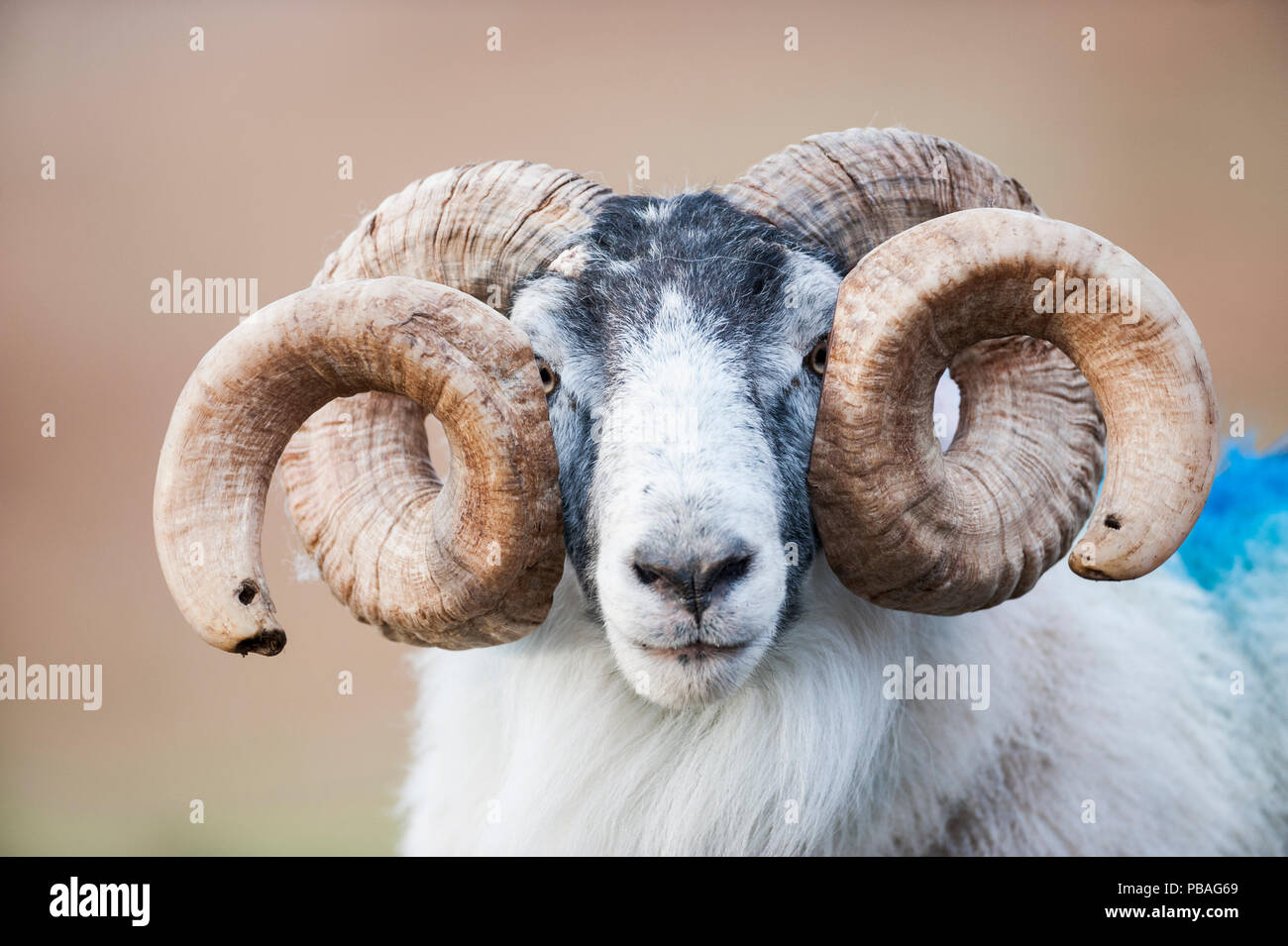 Black faced sheep ram with twisted horns, Mull, Scotland, UK. January. Stock Photo