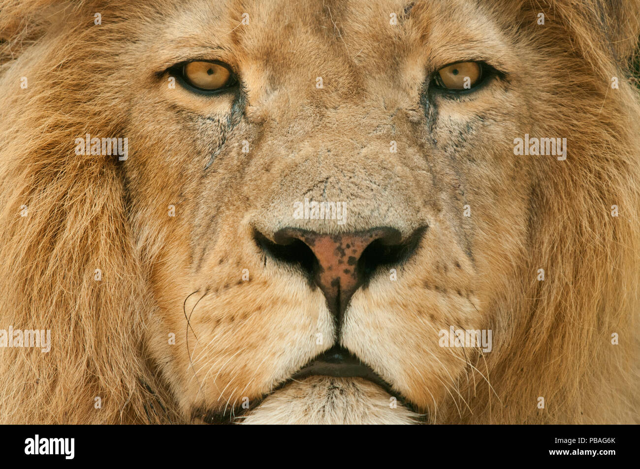 African Male Lion Face