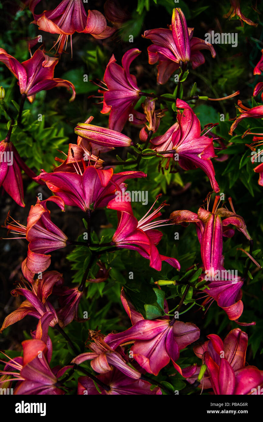 flowers blooming red lily Stock Photo