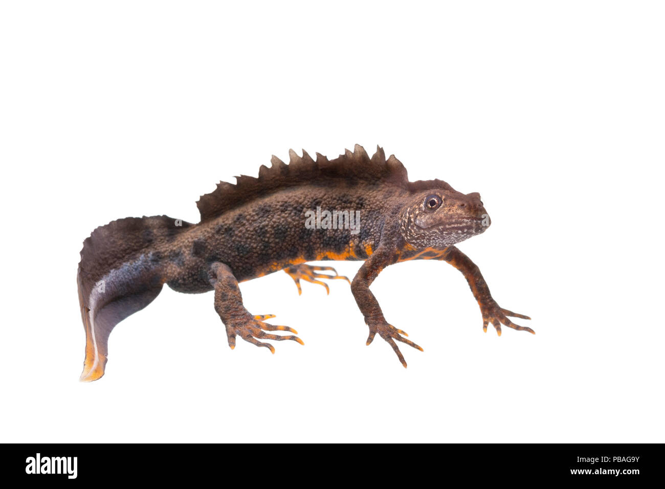Italian crested newt (Triturus carnifex) male,  The Netherlands, April, Meetyourneighbours.net project. Stock Photo