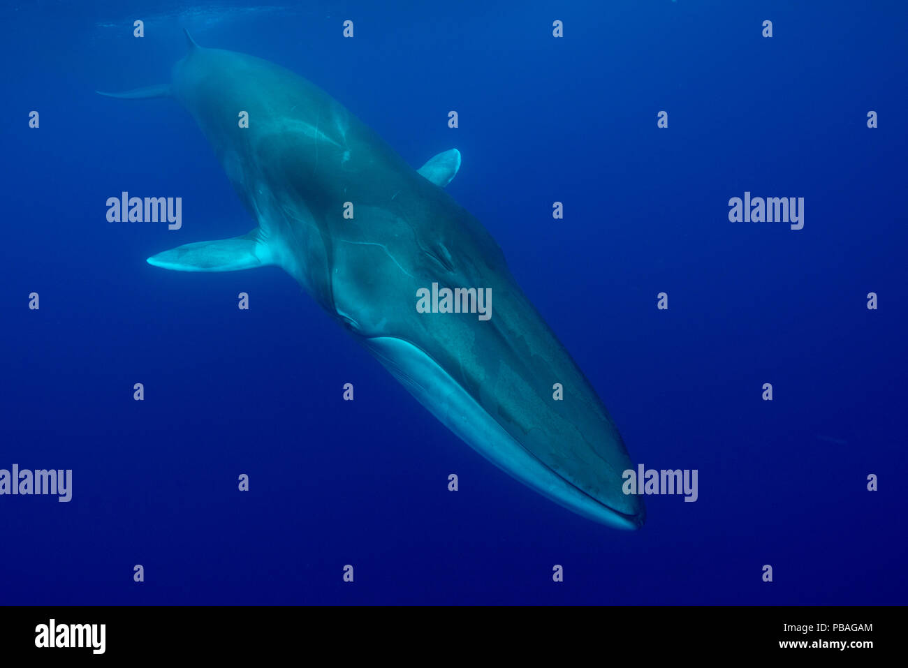 Fin Whale Underwater High Resolution Stock Photography and Images - Alamy