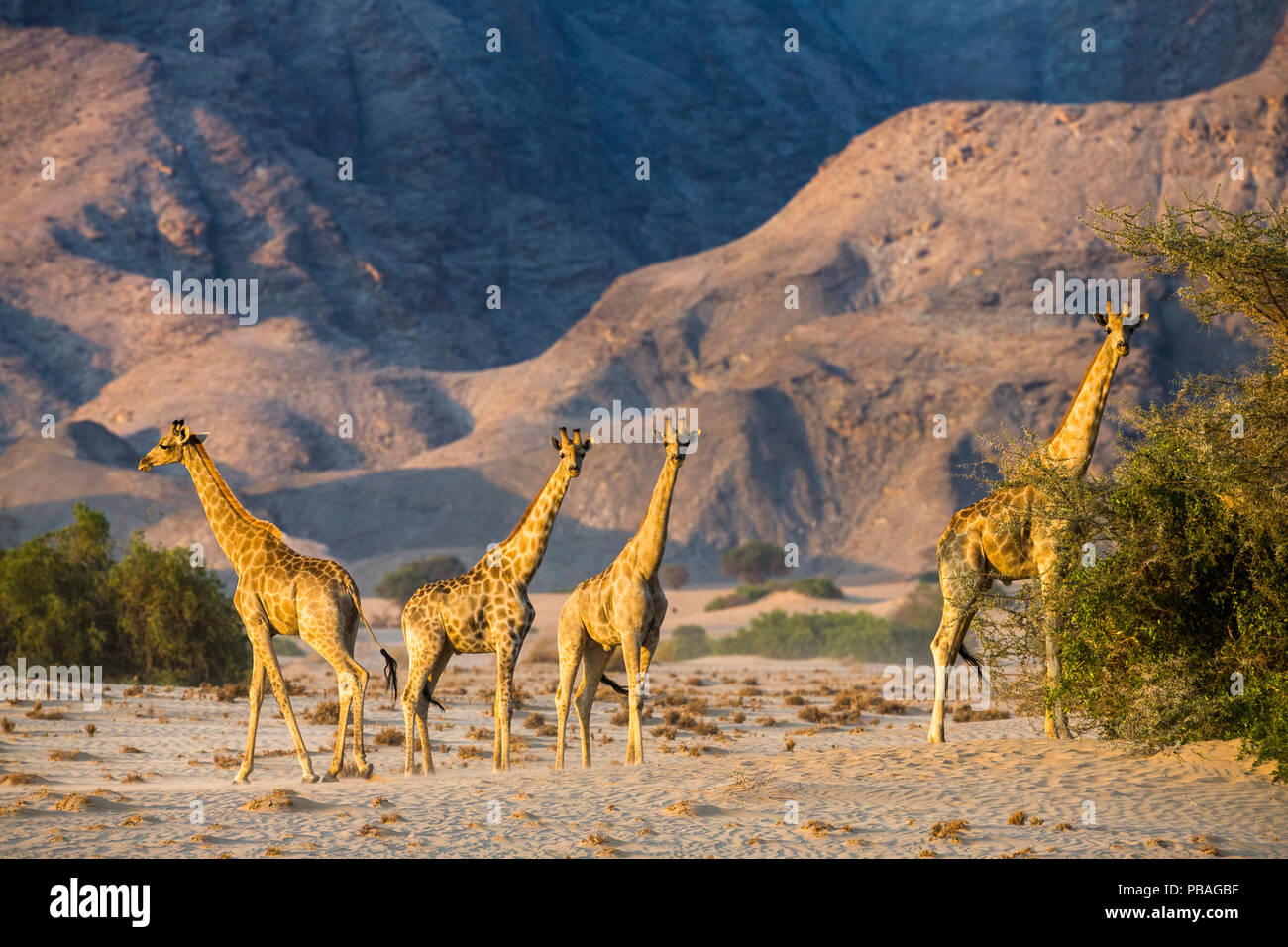 Reticulated giraffes (Giraffa camelopardalis) desert dwelling giraffes in Damaraland. Namibia Stock Photo