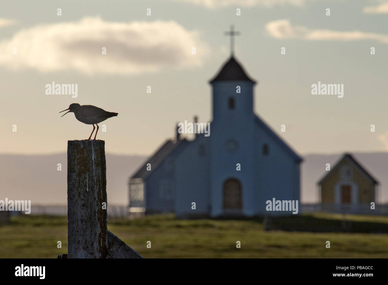 Redshank (Tringa totanus) on post with traditional church in the background, Flatey, Iceland, June. Stock Photo