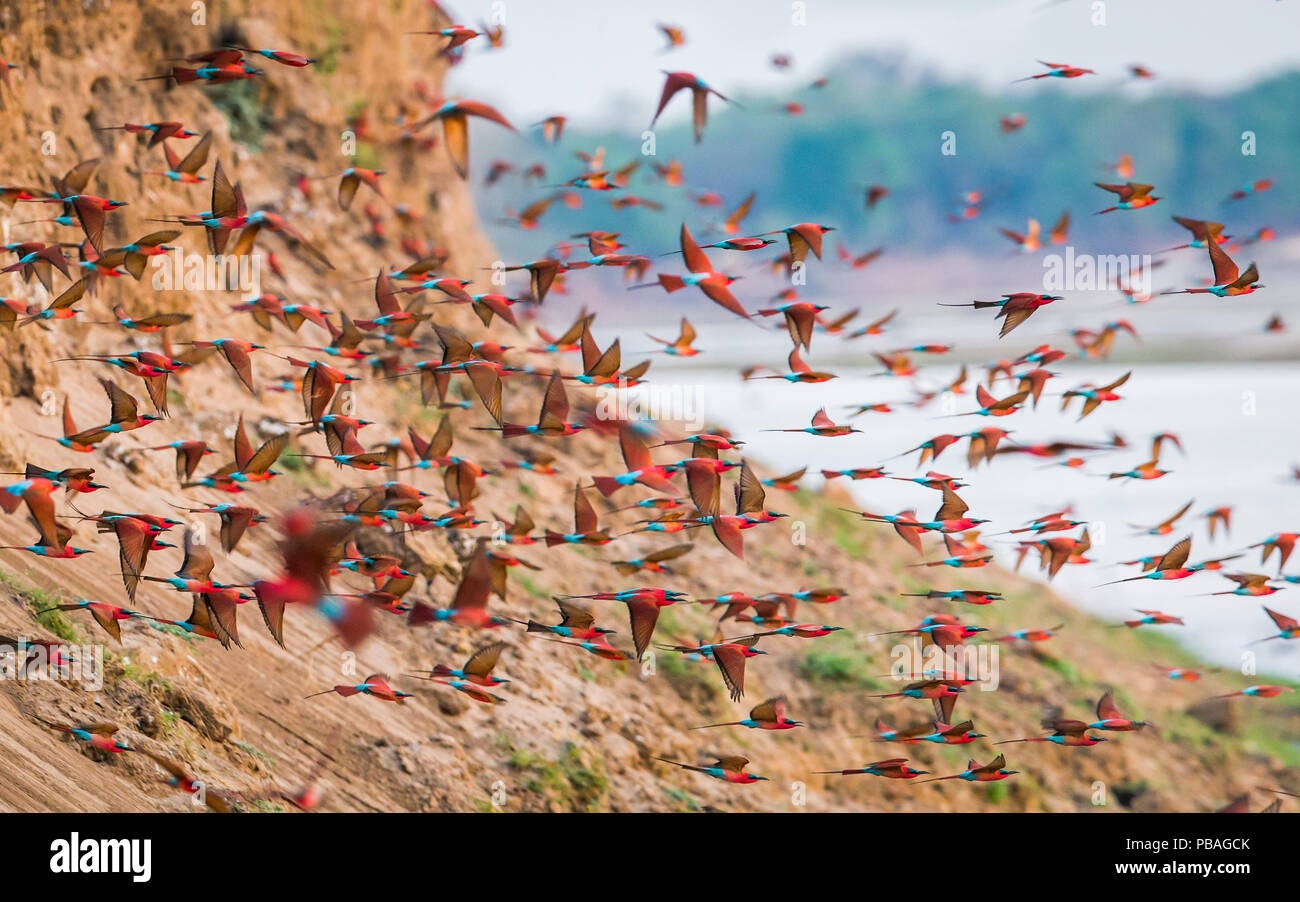 Southern carmine bee-eater (Merops nubicoides) flock flying from river cliff. South Luangwa, Zambia. October Stock Photo