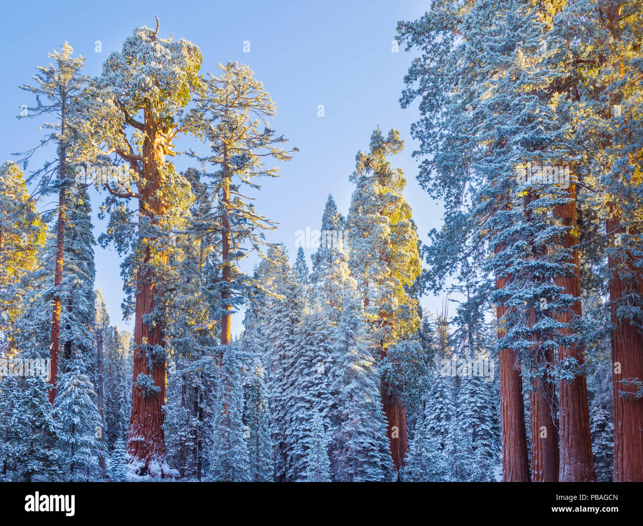 First rays of golden sunshine hit Giant Sequoias (Sequoiadendron giganteum) covered in a winter blanket of snow and frost, Grant Grove, Sequoia / Kings Canyon National Park, California, USA November Stock Photo