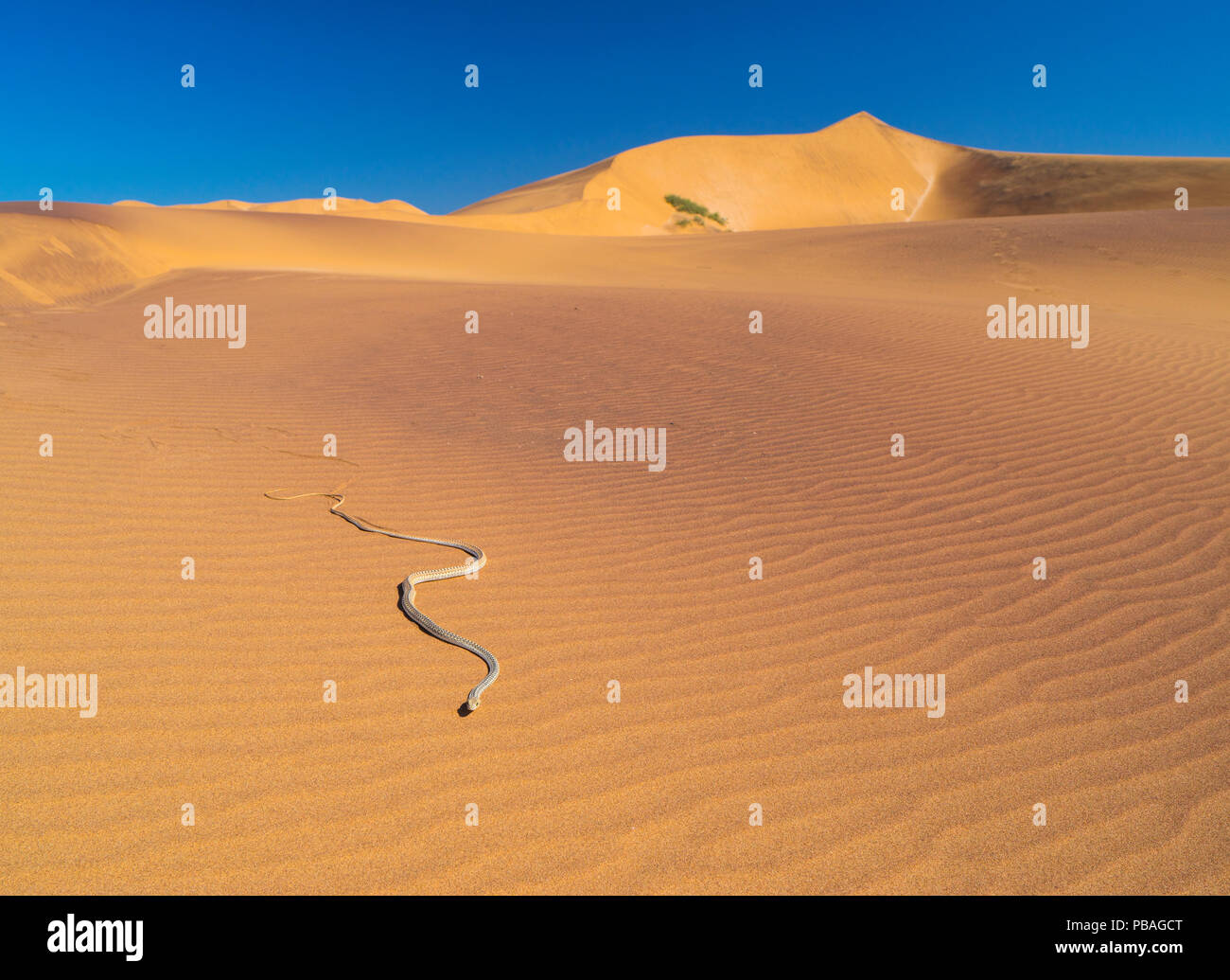 Namib sand snake (Psammophis namibensis) in sand dunes, Swakopmund, Erongo Region, Namibia. Stock Photo