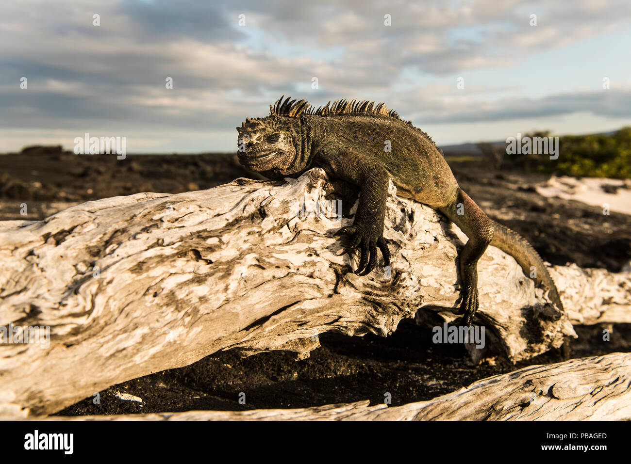 Marine iguana (Amblyrhynchus cristatus) resting on log in sunlight, Fernandina Island, Galapagos, April. Stock Photo